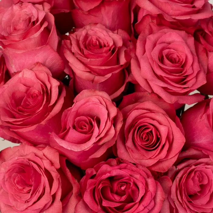 Lola Shade Bulk Rose Close Up - Image
