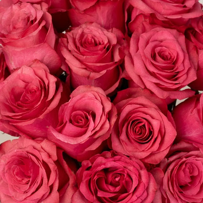 Lola Shade Bulk Rose Close Up - Image