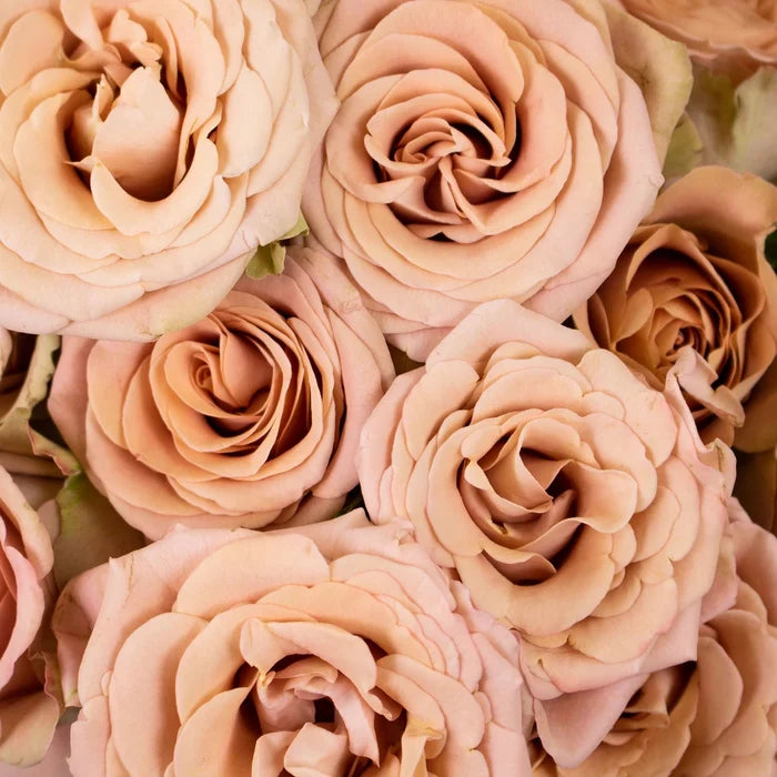 Mauve Spray Garden Rose Flower Up Close