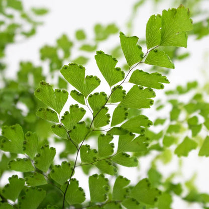 Green Maiden Hair Fern Greenery Up Close
