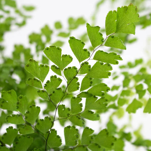 Green Maiden Hair Fern Greenery Up Close