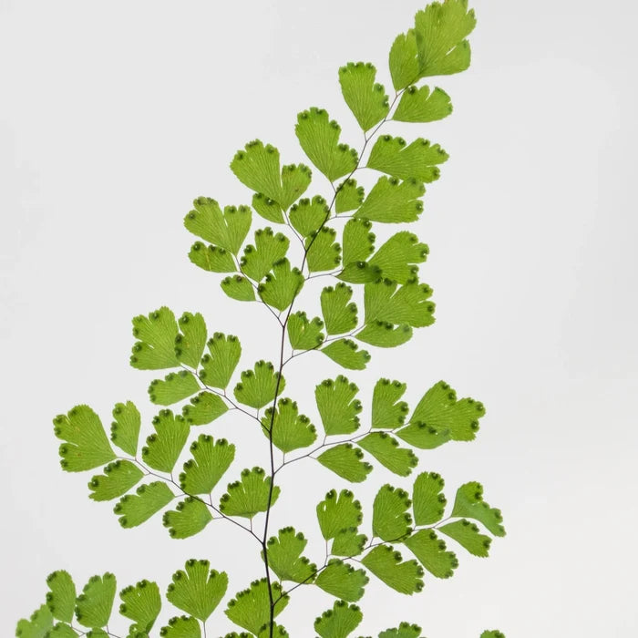 Green Maiden Hair Fern Greenery Stem