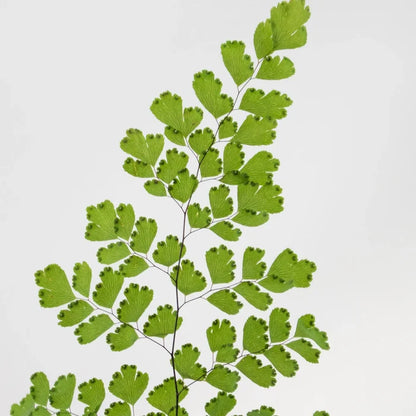 Green Maiden Hair Fern Greenery Stem