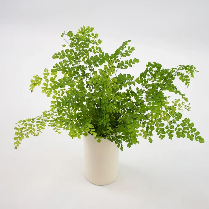 Green Maiden Hair Fern Greenery Bunch in Vase