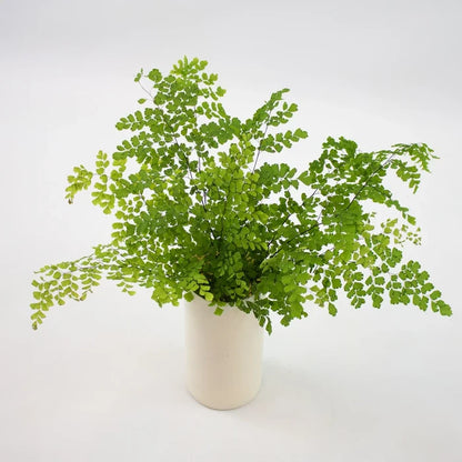 Green Maiden Hair Fern Greenery Bunch in Vase