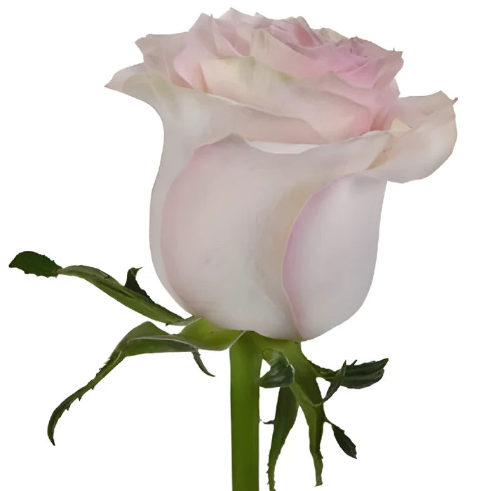 Marzipan Candy Rose