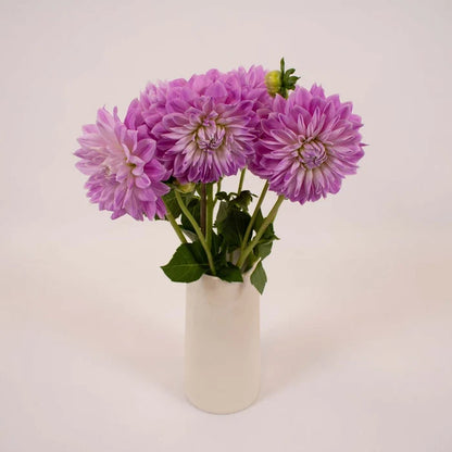 Misty Mountain Dinner Plate Dahlia Flower Bunch in Vase