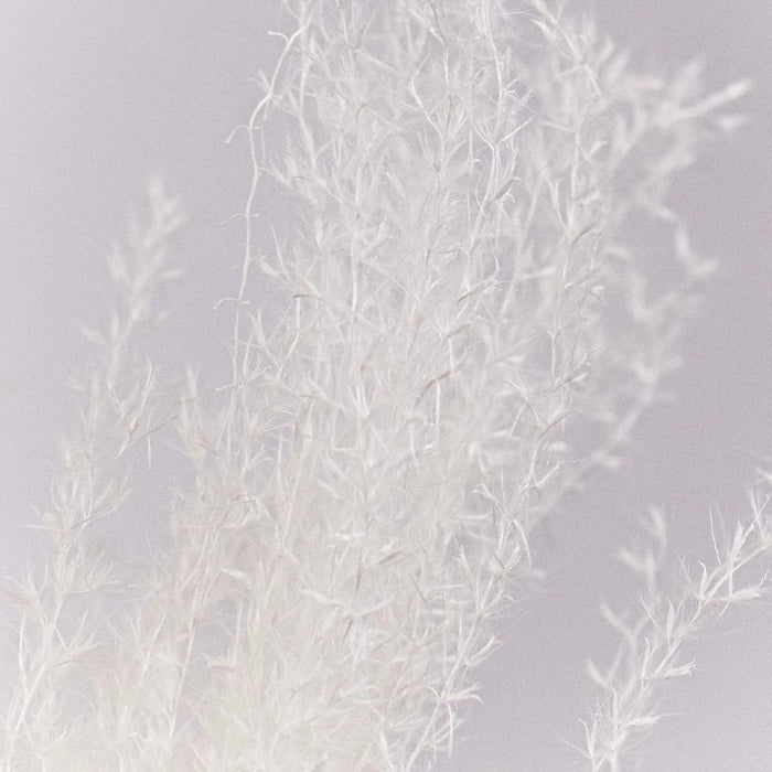 Dried Bleached Miscanthus Flower Up Close