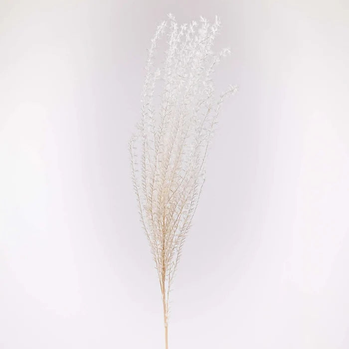 Dried Bleached Miscanthus Flower Stem