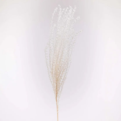 Dried Bleached Miscanthus Flower Stem