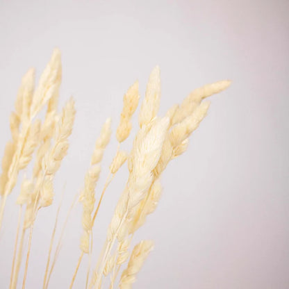Bleached Dried Orchad Flower Up Close