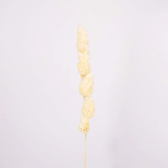 Bleached Dried Orchad Flower Stem