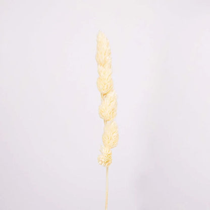 Bleached Dried Orchad Flower Stem