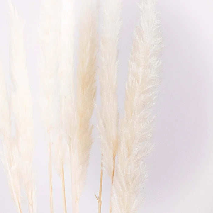 Dried Bleached Tail Reed Flower Up Close