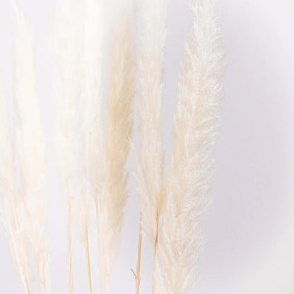 Dried Bleached Tail Reed Flower Up Close