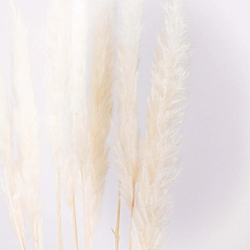 Dried Bleached Tail Reed Flower Up Close