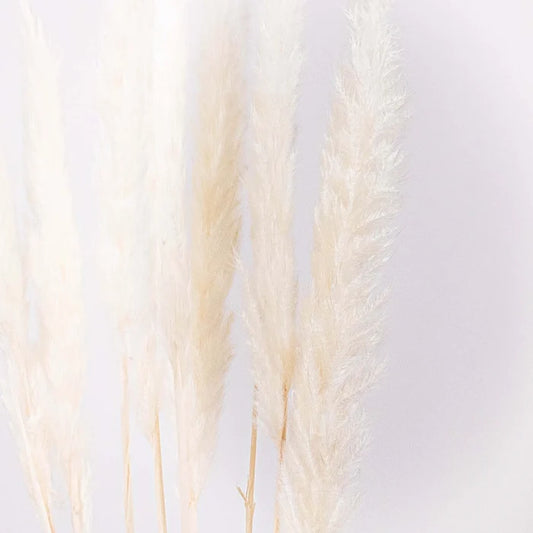 Dried Bleached Tail Reed Flower Up Close