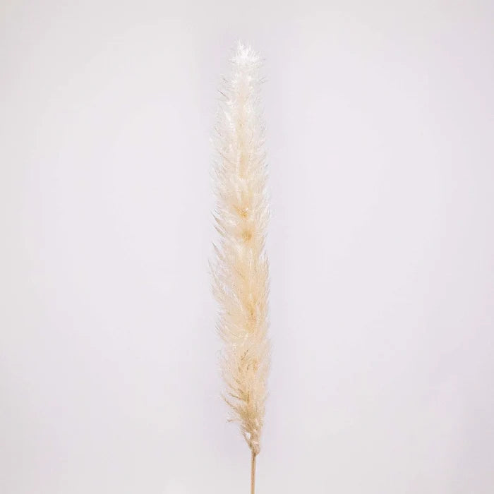 Dried Bleached Tail Reed Flower Stem