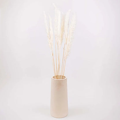 Dried Bleached Tail Reed Flower Bunch in Vase