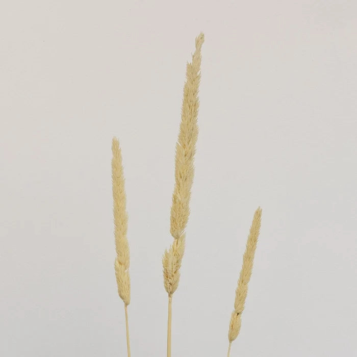 Natural Dried Typha Grass Stem - Image