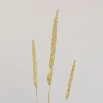 Natural Dried Typha Grass Stem - Image