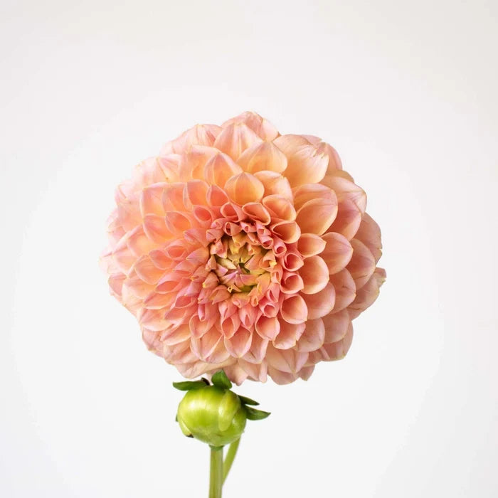 Peach Party Dahlia Flower Stem