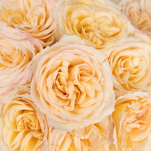 Pastel Perfection Garden Rose Close Up - Image