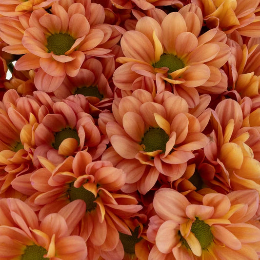 Peach Pastel Daisy Flower Close Up - Image
