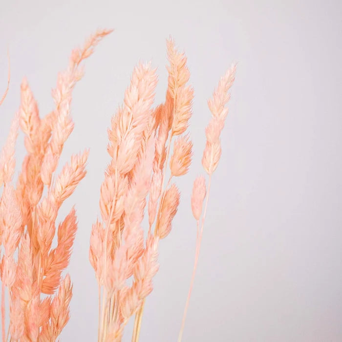 Pink Dried Orchad Flower Up Close