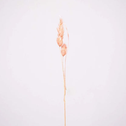 Pink Dried Orchad Flower Stem