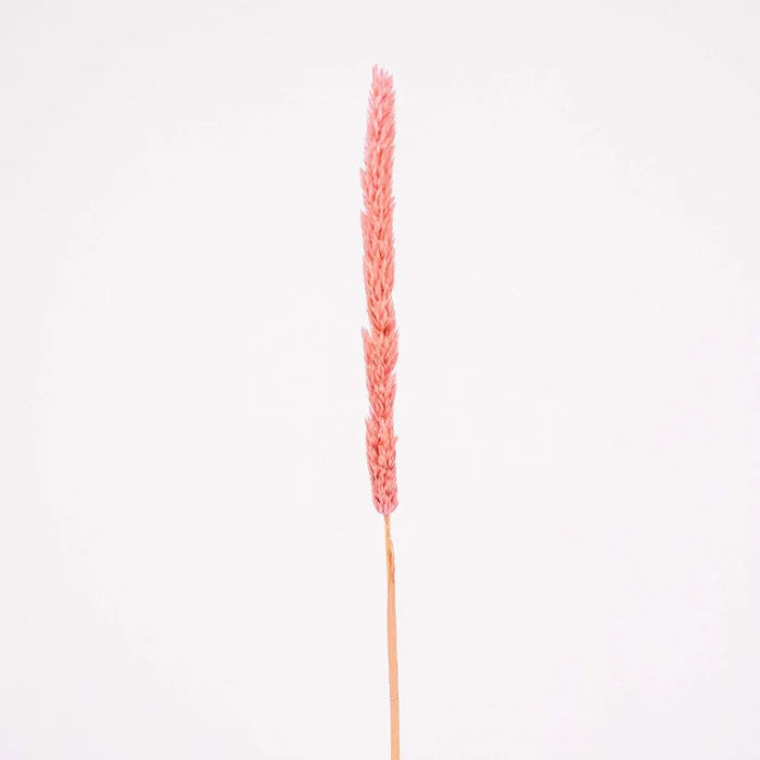Pink Dried Thypa Flower Stem