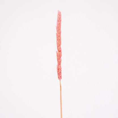 Pink Dried Thypa Flower Stem