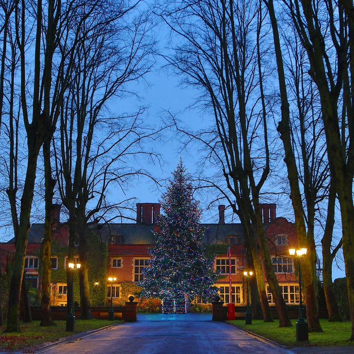 PR50MB_Huge-Christmas-Tree-with-multi-coloured-lights-queen-ethelburgas_P7_1cda1889-a389-4376-86c5-fa077ccb8c84.jpg