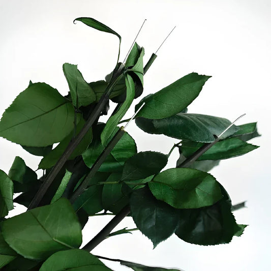 Preserved Stems Close Up - Image