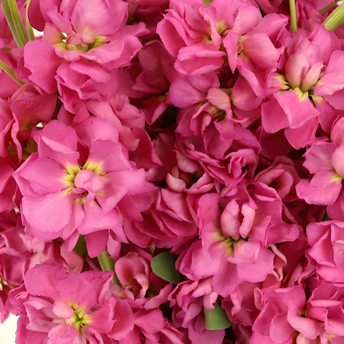 Rose Pink Stock Wholesale Flower Upclose