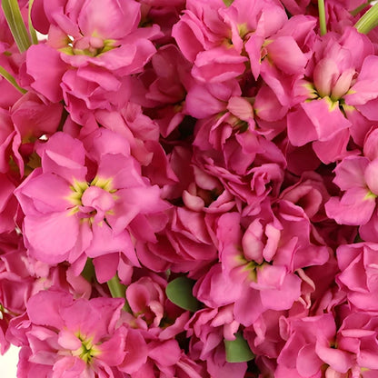 Rose Pink Stock Wholesale Flower Upclose
