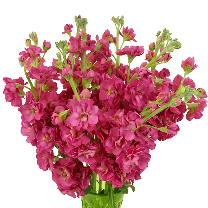 Rose Pink Stock Wholesale Flower In a vase