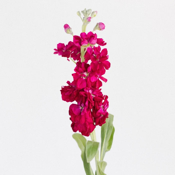 Stock Roseberry Flower Stem - Image