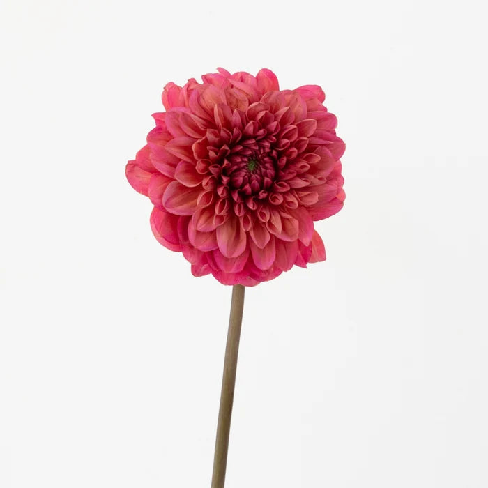 Salmon Dahlia Flower Stem - Image