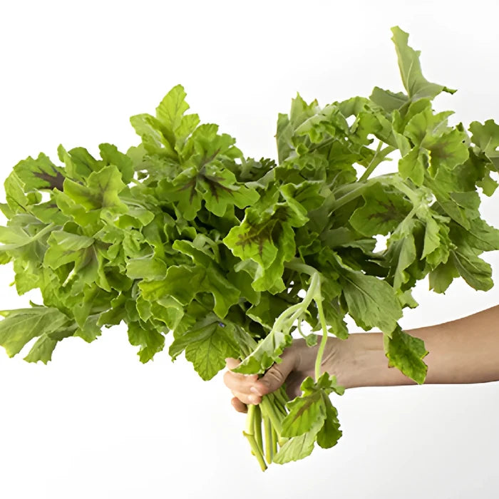 Scented Geranium Variegated Greenery