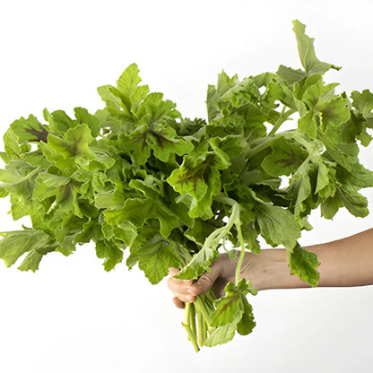 Scented Geranium Variegated Greenery