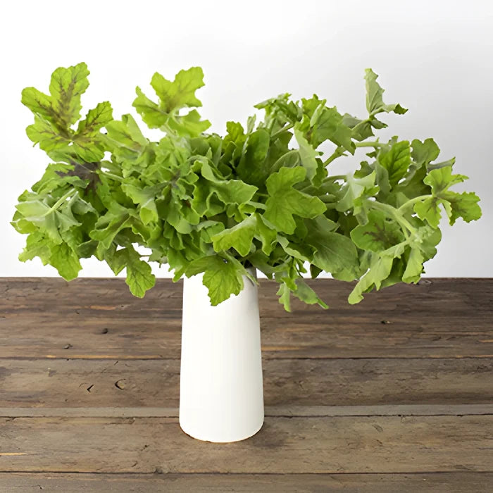 Scented Geranium Variegated Greenery