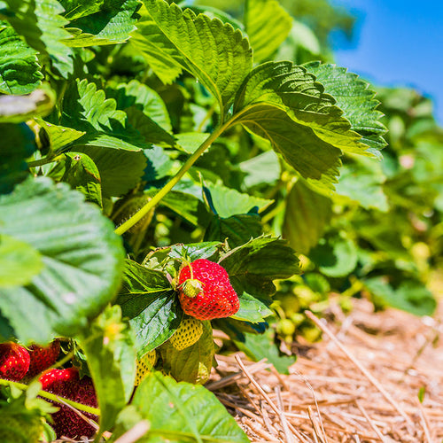 Sun Ripened Strawberry Fragrance Oil 421