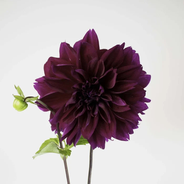 Plate Thomas Edison Dinner Dahlia Flower Stem