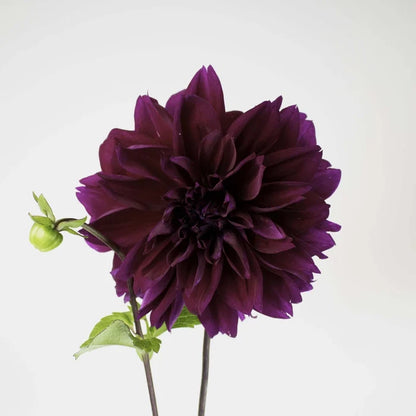 Plate Thomas Edison Dinner Dahlia Flower Stem