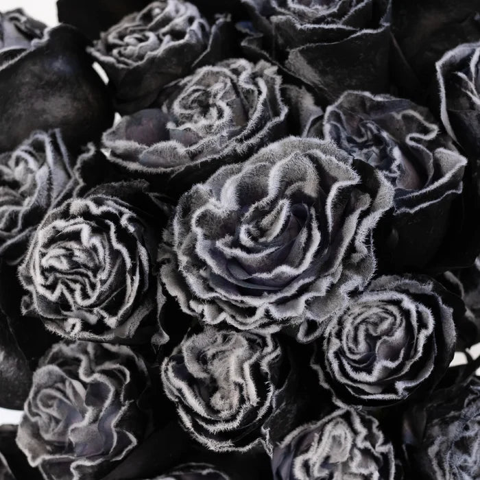 Tinted Black Fuzzy Roses Close Up - Image