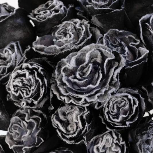 Tinted Black Fuzzy Roses Close Up - Image