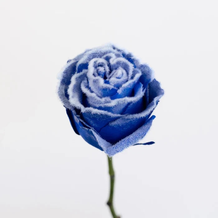 Tinted Blue Fuzzy Roses Stem - Image