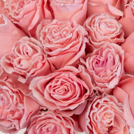 Tinted Light Pink Fuzzy Roses Close Up - Image