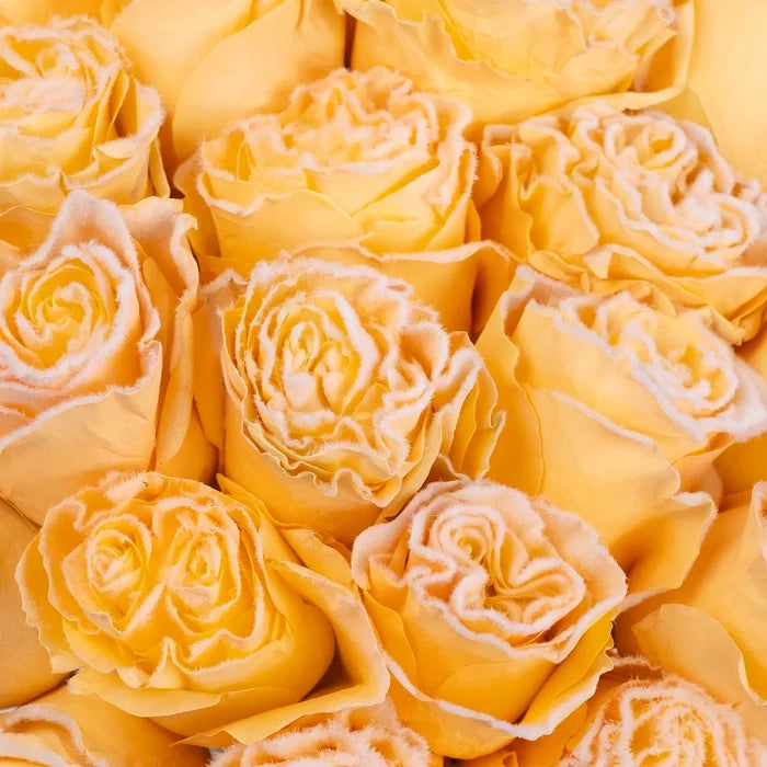 Tinted Peach Fuzzy Roses Close Up - Image